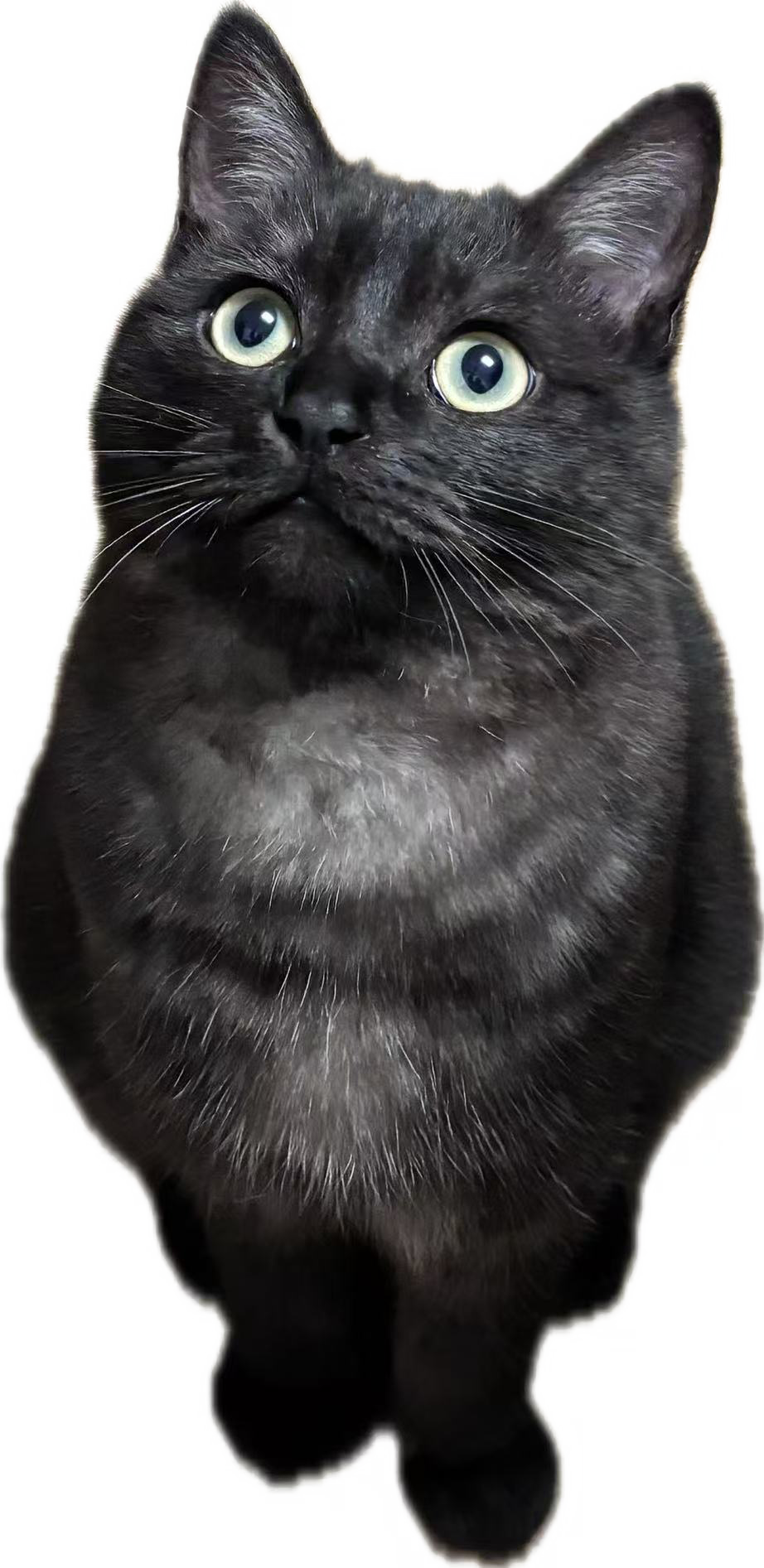 一只很酷的公司小黑猫leo~